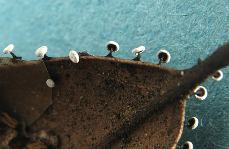 Didymium clavus (Didymium clavus) - © Heinz Prelicz